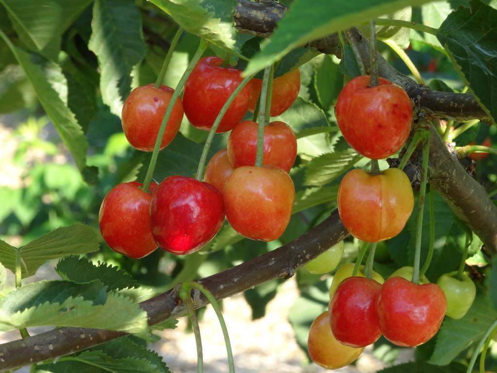 Palac Cielesnica Εξωτερικό φωτογραφία